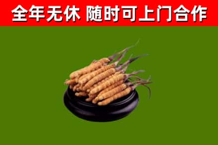 龙泉市回收散虫草